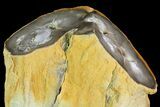 Petrified Wood Limb (Bald Cypress) - Saddle Mountain, WA #69467-3
